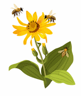 Pszczoły na kwiatku